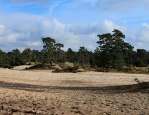 Wandelen-over-de-Soesterduinen