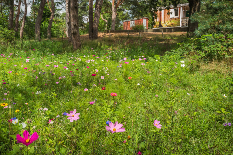 BosparkBilthoven_Sfeer_28juli2025_RonArnoldussen-12